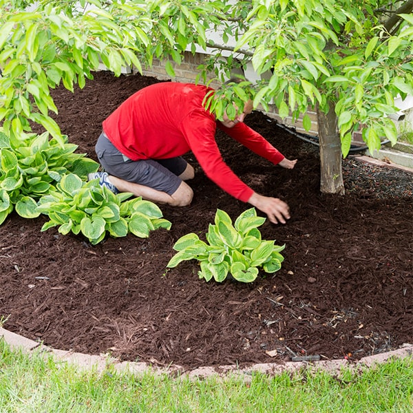 the timeframe for mulch installation will vary based on the size of the area, but it typically can be completed in a day or two